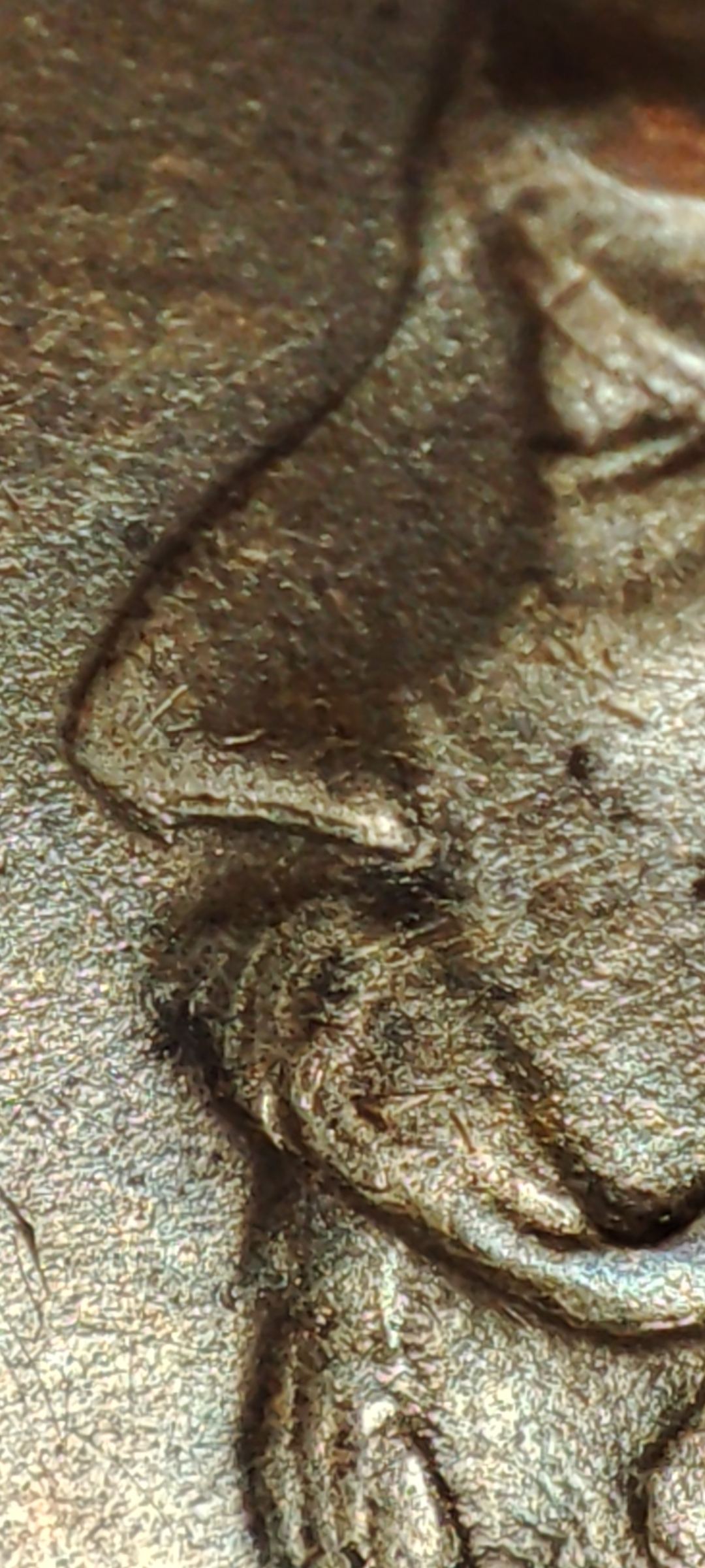 1-�re-1857---Oscar-I---Sweden--Possible-Doubled-Die-